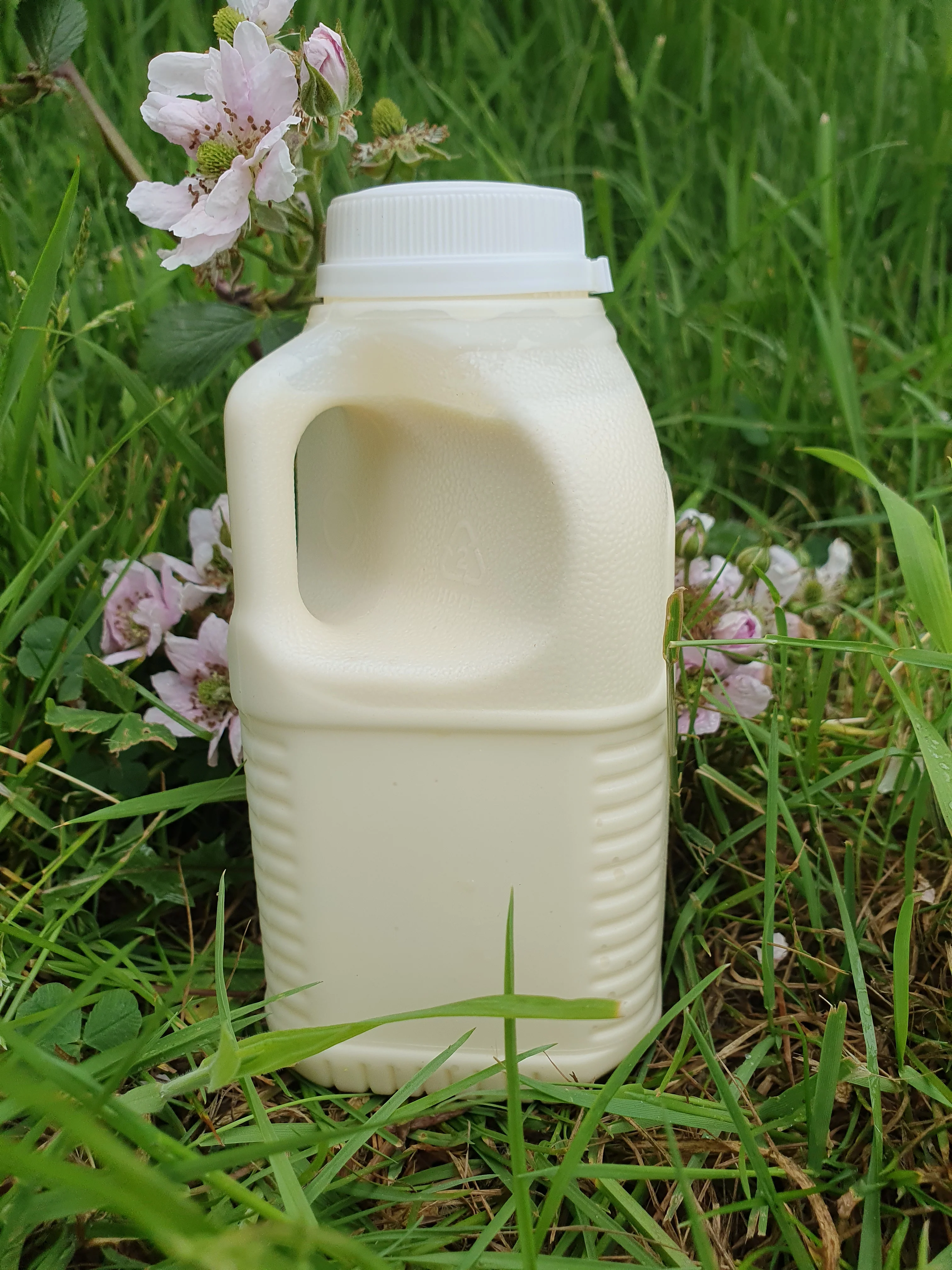 Whey & Buttermilk